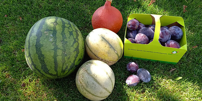 Tägerwiler Melonen Zwetschgen Kürbisse 670x377